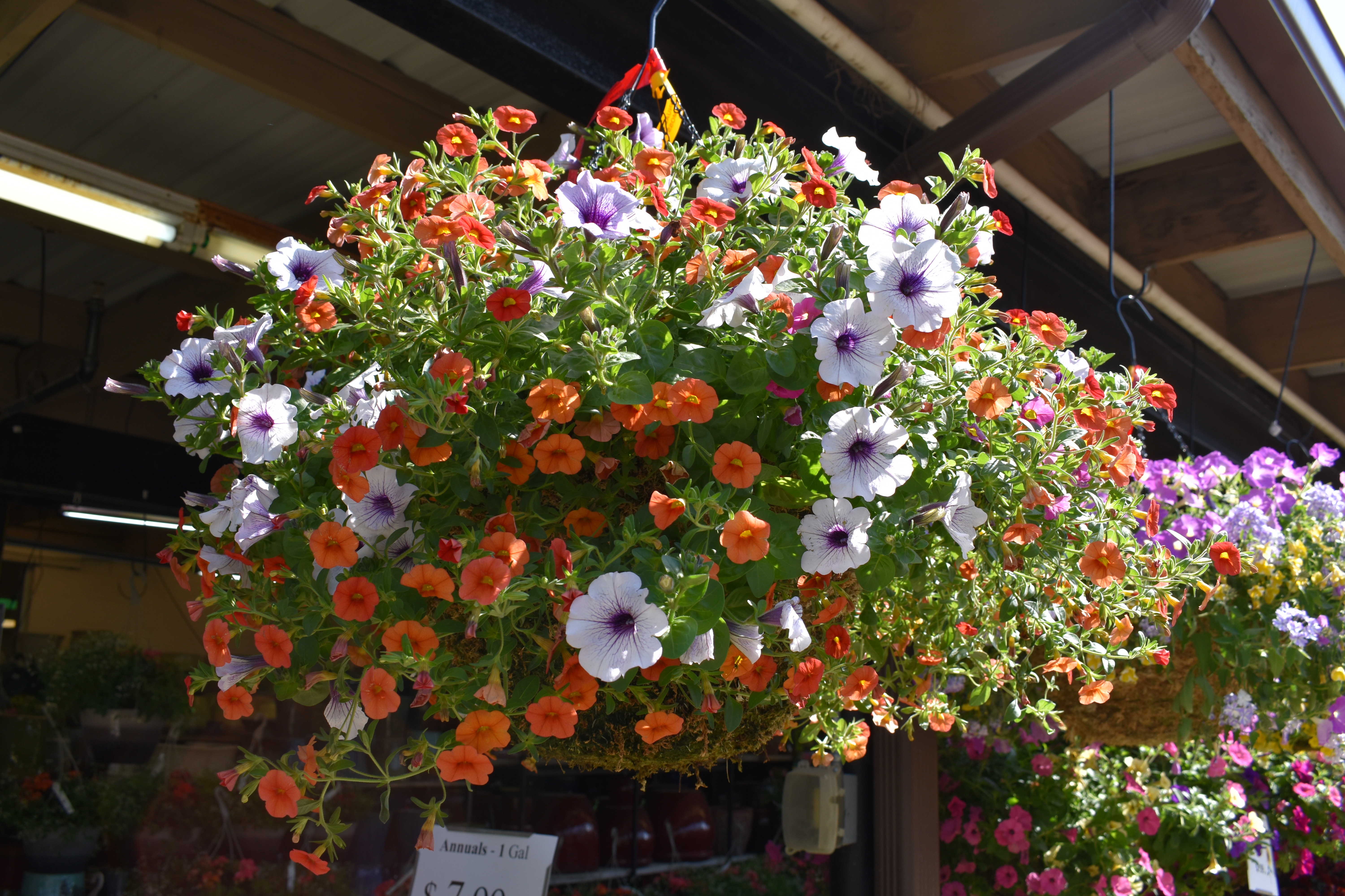 Photo Gallery: Dublin Garden Center - Oakland Nursery