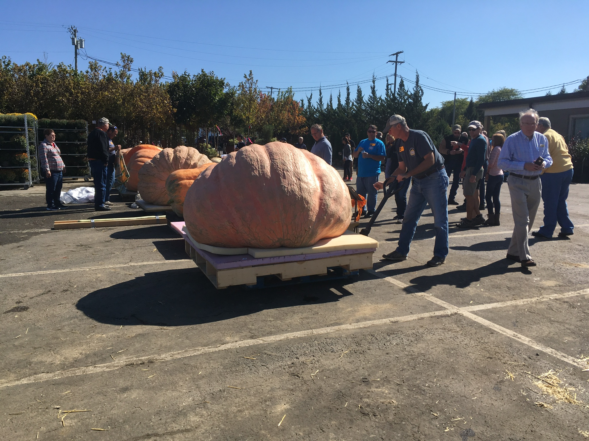 Photo Gallery Dublin Garden Center Oakland Nursery