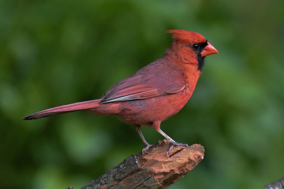 Male cardinal on a branch of a tree on green background