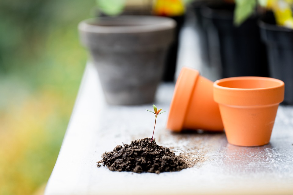 Seedling in a small pile of soil and planters on a table